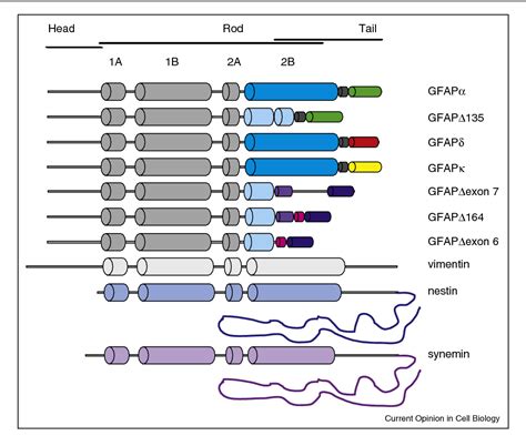 ofgfap|Glial Fibrillary Acidic Protein (GFAP): on the 45th ...